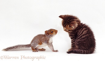 Tabby kitten interacting with baby Grey Squirrel