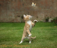 Ginger kitten swiping at a passing Orange-tip Butterfly