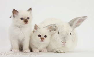 Two white kittens and a white rabbit
