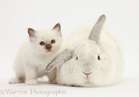 White kitten and white rabbit