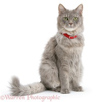 Maine Coon cat wearing a red collar