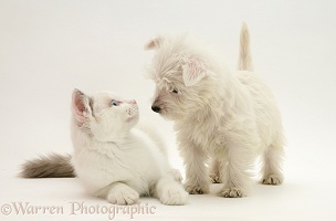 Westie pup sniffing Ragdoll cat's ear