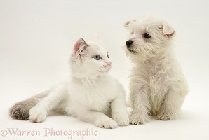 Westie pup and Ragdoll cat
