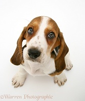 Basset pup looking up