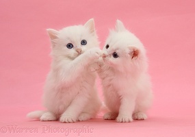 Two white kittens on pink background