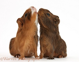 Young red agouti Guinea pigs reaching up