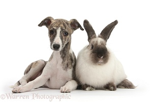 Brindle-and-white Whippet pup and colourpoint rabbit