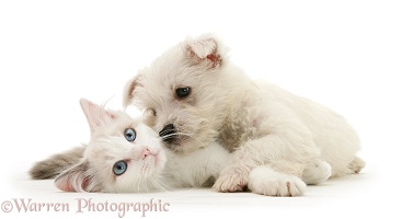 Ragdoll kitten with Westie pup