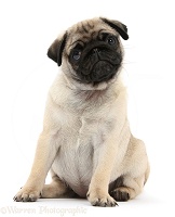 Fawn Pug pup, 8 weeks old, sitting