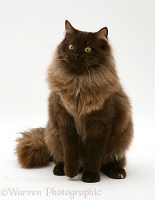 Chocolate Birman-cross cat