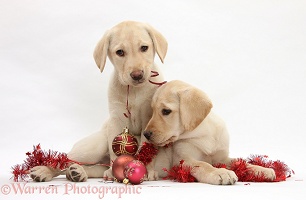 Yellow Labrador Retriever pups playing with decorations