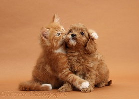 Ginger kitten hugging Cavapoo pup on brown background