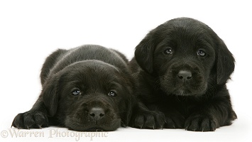 Two Black Labrador puppies