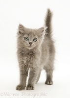 Blue Persian-cross kitten