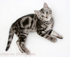 Silver tabby kitten, lying and looking up