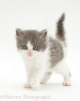 Fluffy grey-and-white kitten