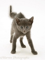 Alarmed blue kitten in defensive posture