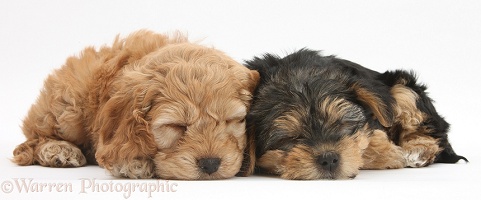 Sleeping Cavapoo pup and Yorkie pup