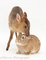 Muntjac deer fawn and Sandy rabbit