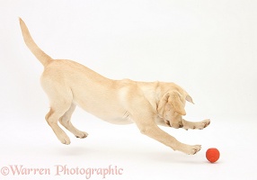 Yellow Labrador pup, 5 months old, chasing a ball