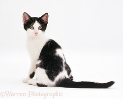 Black-and-white kitten looking over its shoulder