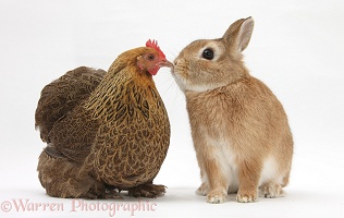Chicken and Netherland dwarf-cross rabbit