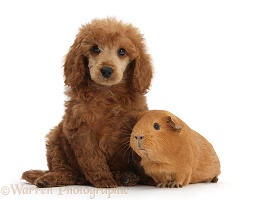 Apricot miniature Poodle pup and red Guinea pig