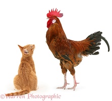 Ginger kitten staring up at a large rooster