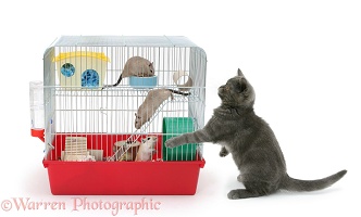 Grey kitten with gerbils in a cage