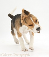 Beagle pup shaking himself