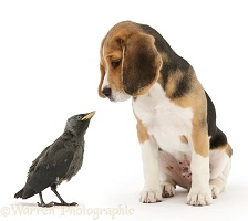 Beagle pup with fledgling Jackdaw