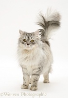 Silver tabby Chinchilla male cat