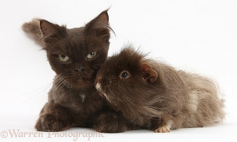 Chocolate cat and shaggy Guinea pig