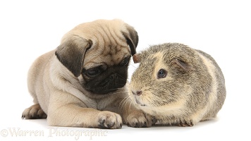Fawn Pug pup, 8 weeks old, and Guinea pig