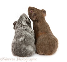 Silver and chocolate baby Guinea pigs, back view