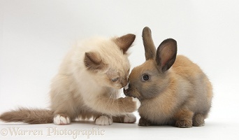 Ragdoll-cross kitten and young rabbit