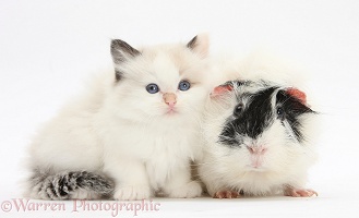 Kitten and Guinea pig