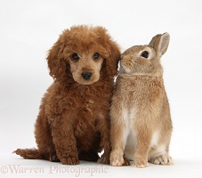 Miniature Poodle pup and Netherland dwarf rabbit