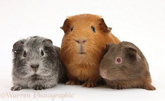 Mother red Guinea pig with silver and chocolate babies