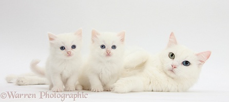 Mother white cat and kittens