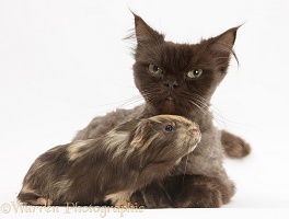Chocolate cat and young Guinea pig