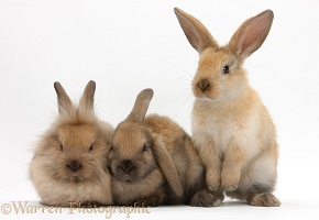 Three young sandy rabbits