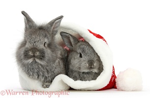 Young Silver Lionhead rabbits in a Santa hat