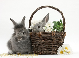 Young Silver Lionhead rabbits in a basket with flowers
