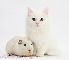 White kitten and white Guinea pig