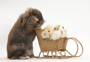 Rabbit pushing Guinea pigs in a sledge