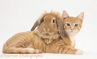 Ginger kitten lying with Sandy Lionhead rabbit