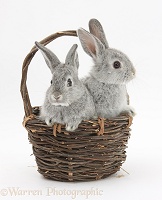 Silver baby rabbits in a wicker basket