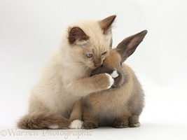 Ragdoll-cross kitten and young rabbit