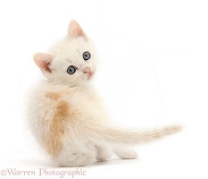 Cream kitten looking over its shoulder